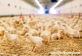 Best Guide On How To Start A Lucrative Poultry Farming Business