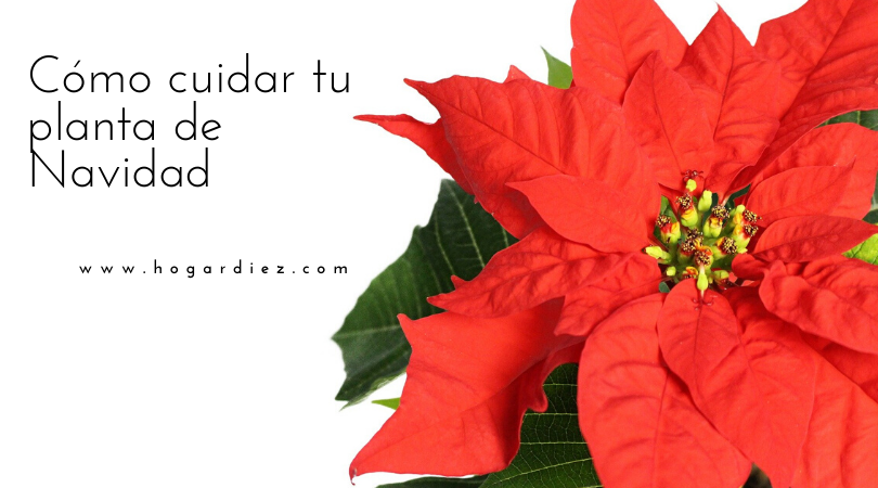 Cómo cuidar tu planta de Navidad