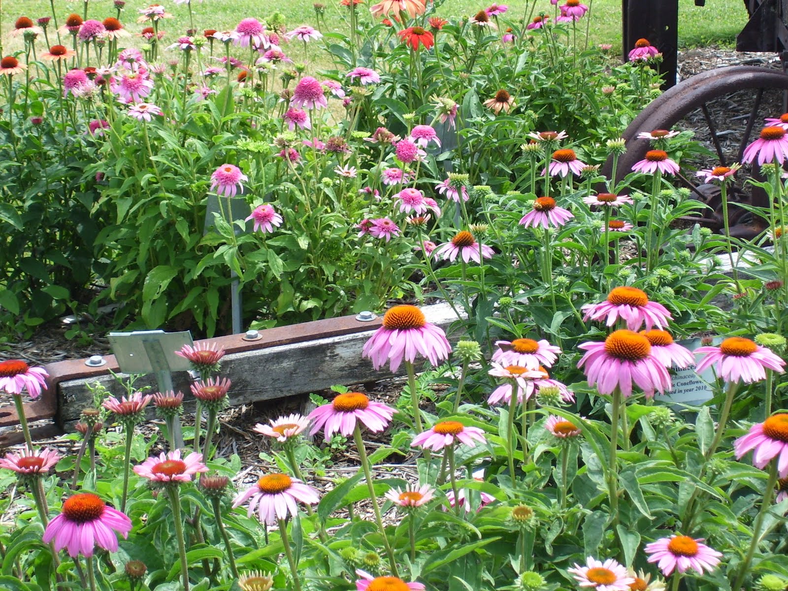 Talking to Plants Hancock Agricultural Research Station
