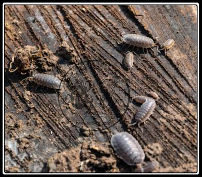  قمل الخشب Woodlouse الوصف المورفولوجي ودورة الحياة وطرق المكافحة