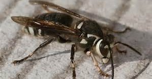 Will Mothballs Get Rid Of Yellow Jackets