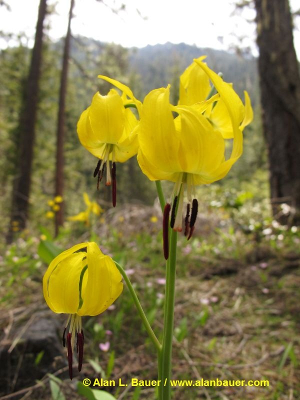 Fagin's Weather World Hike Washington KUOW Hike Ingalls Creek Lake