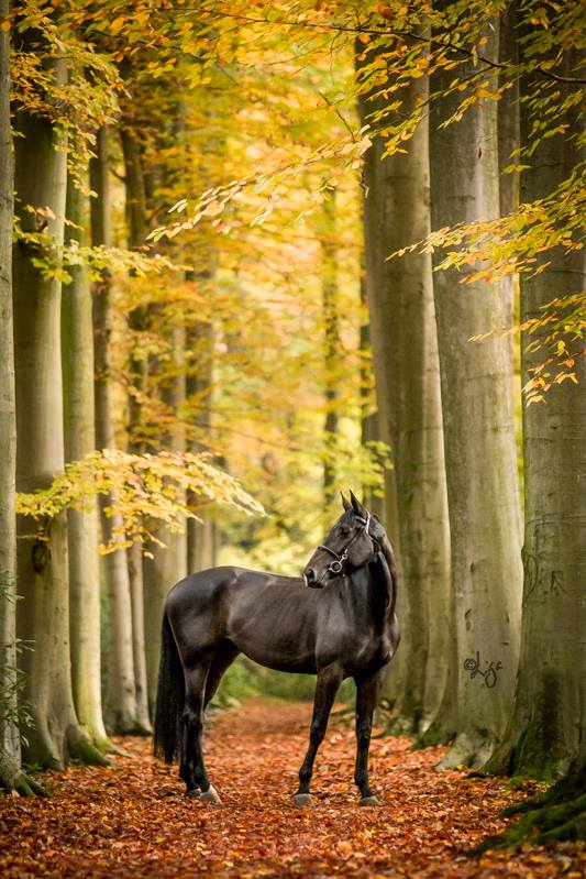 LIGA LIEPINA - FOTOGRAFANDO CAVALOS