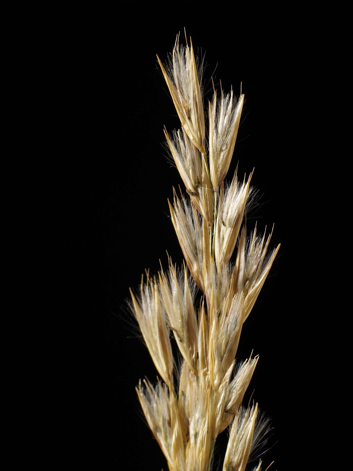 Gramíneas del Duero : Arundo (Arundinoideae)