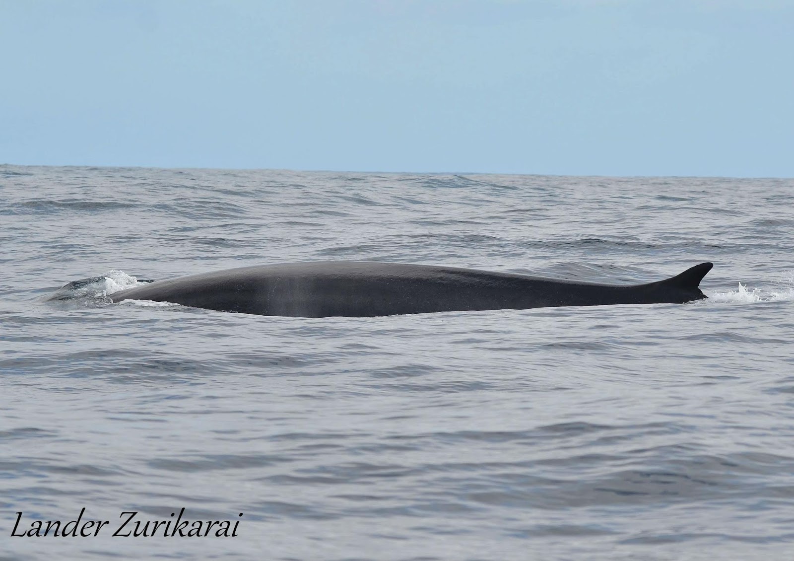 Hegaztiargazki: RORCUAL COMÚN en el Cantábrico, 7 años después