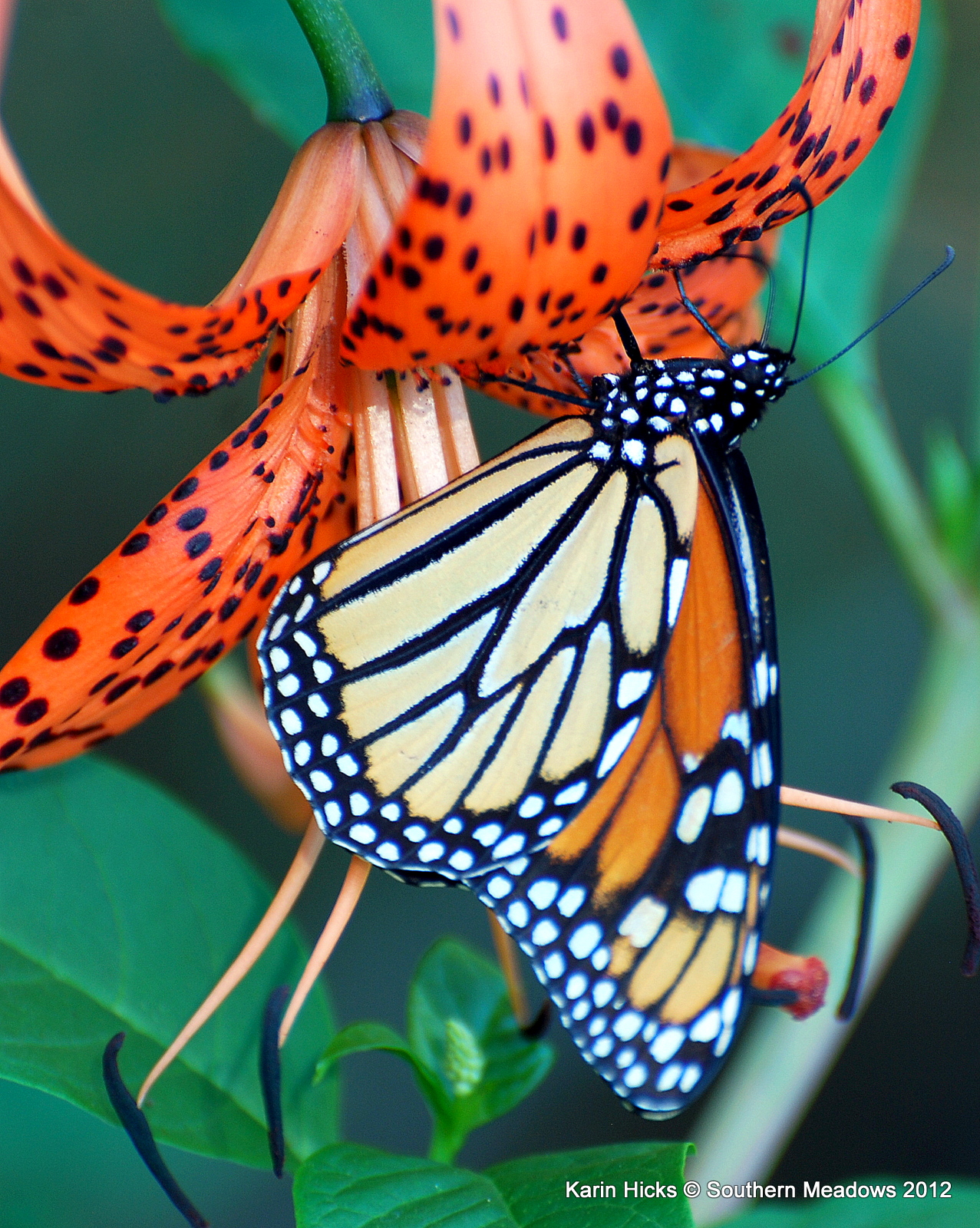 Monarch Butterflies in Michigan