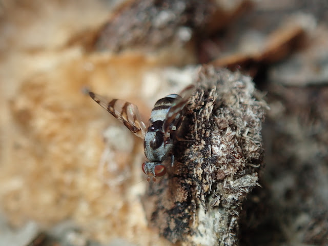 Myennis octopunctata Myennis octopunctata