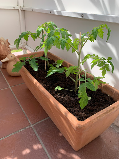 blumenerde für tomaten im topf