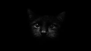 رمزيات قطط سوداء