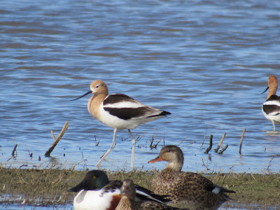 Northern California birding hotspots