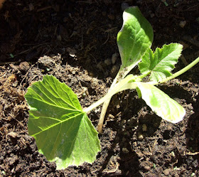 Unterwegs im Garten: Zucchini pflanzen. Die kleinen Pflanzen wachsen mit ein paar Tipps und regelmäßigem Gießen gut an und versprechen später eine reiche Ernte.