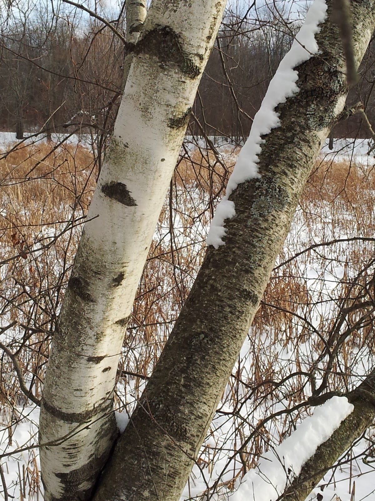 Clifton Park Open Spaces Winter Tree Identification Quiz