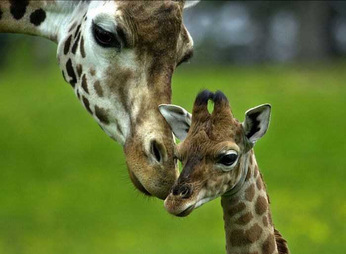 Muthu: Cute baby giraffes