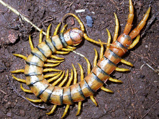 Contoh Contoh Hewan Anggota Filum Arthropoda Myrightspot Com