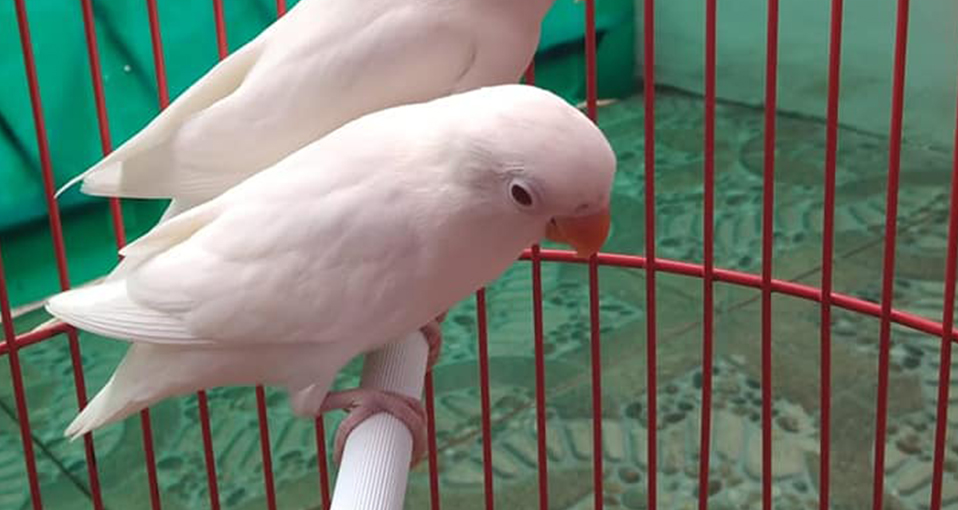 Feasiblitiy plan of lovebird pairing albino x parblue best commercial