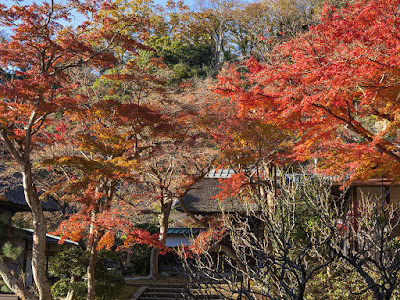 Autumn leaves: Engaku-ji
