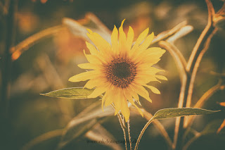 Naturfotografie Lippeaue Sonnenblume