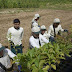 Congreso deroga la ley de promoción agraria
