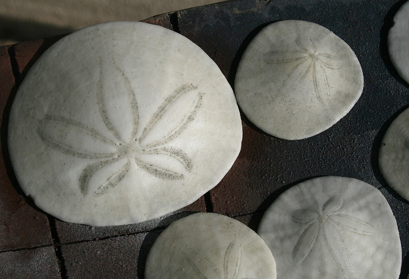 sand dollars dollar dry craft preserving them bleach paint preserve seriously iiwii rinsed once sun