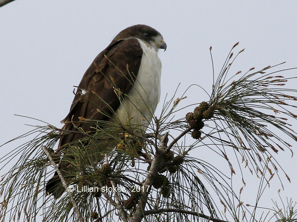 STOKES BIRDING BLOG Shorttailed Hawk, J.N. Ding Darling NWR today!
