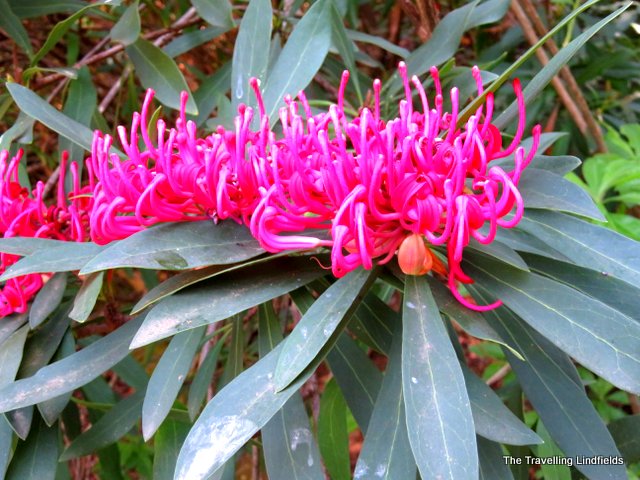 Waratahs Harrietville