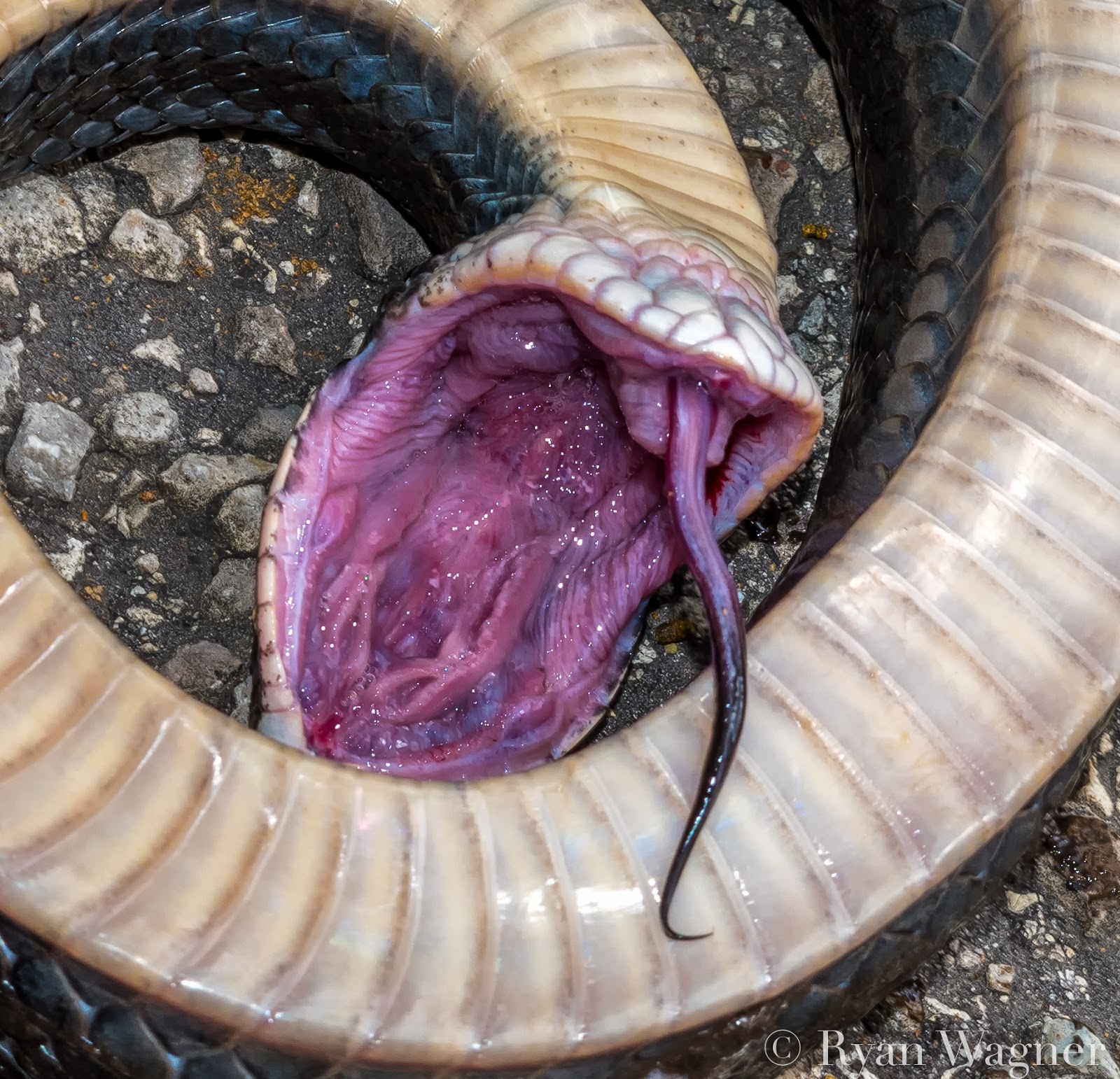 Snake plays dead after being poked : r/awwwtf