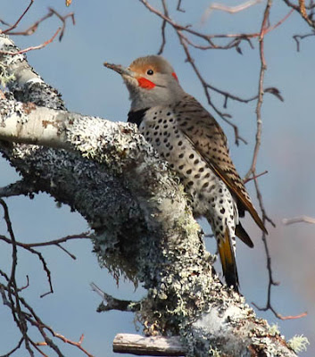 Photo of Northern Flicker in tree