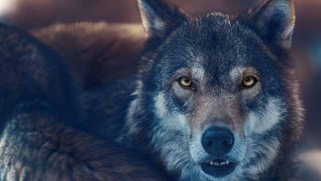 wolf wallpaper