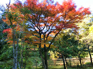 円覚寺の紅葉