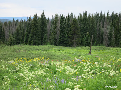 wildflowers, Rabbit Ears Pass Trail, Colorado early July 2015