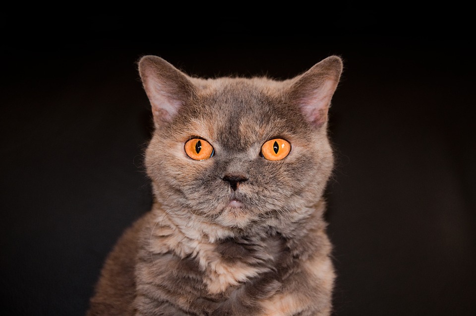 Selkirk Rex Cat Breed Personality Information