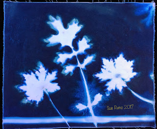 Wet cyanotype_Sue Reno_Image 226