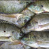 Budidaya Ikan Nila