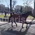 Λάρισα : Αλογο έτρεχε μόνο του στους δρόμους της πόλης (Βίντεο)
