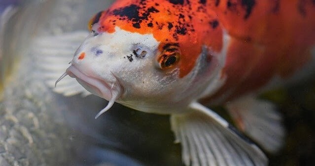 Ciri Ciri Ikan Koi Stres Inilah 9 Ciri Ciri Ikan Koi Yang Sedang Sakit Anda Harus Tahu Arafuru Jevt Online Ciri Ciri Ikan Koi Stres Inilah 9 Ciri Ciri Ikan Koi Yang Sedang Sakit Anda Harus Tahu Arafuru Jevt Online