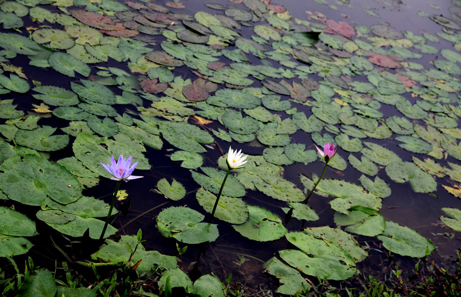 multi-tiered-pond-with-stream.jpg