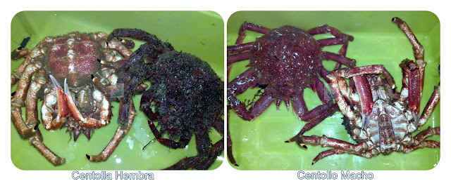 Comprar Centollo gallega a domicilio Comprar Centollo gallega a domicilio