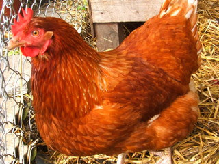 Apakah Anda membutuhkan tips dan trik untuk beternak ayam petelur Dasar-dasar Beternak Ayam Petelur untuk Pemula