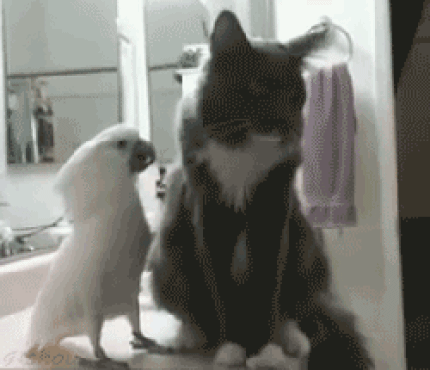 carinho.gif