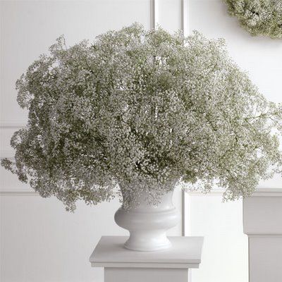 Style File: The Surprising Return of Baby’s Breath