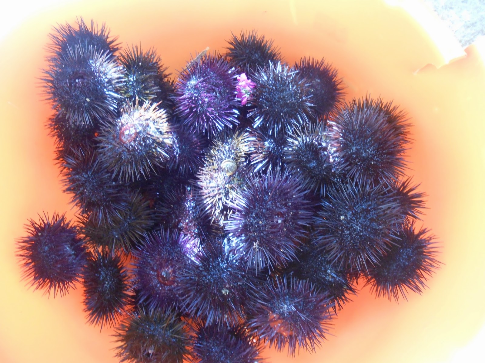 тапки от колючих морских ежей. монумент иваново. памятник ежик в тумане иваново. морские ежи в москве. еж иваново.