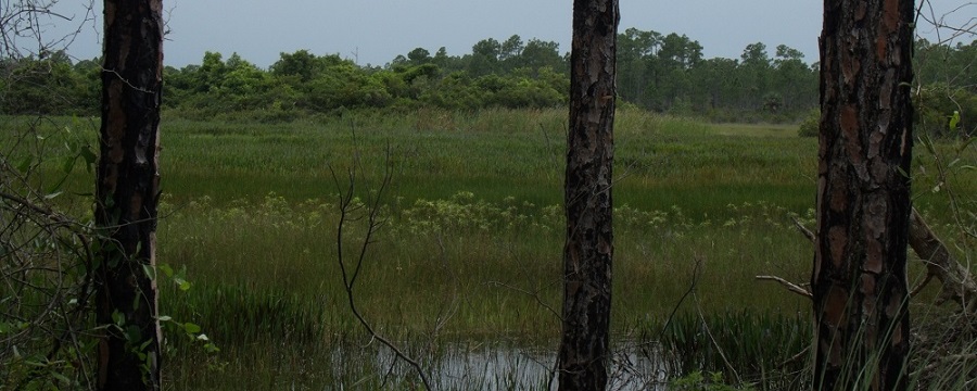 Bosques y ciénagas Bosques y ciénagas