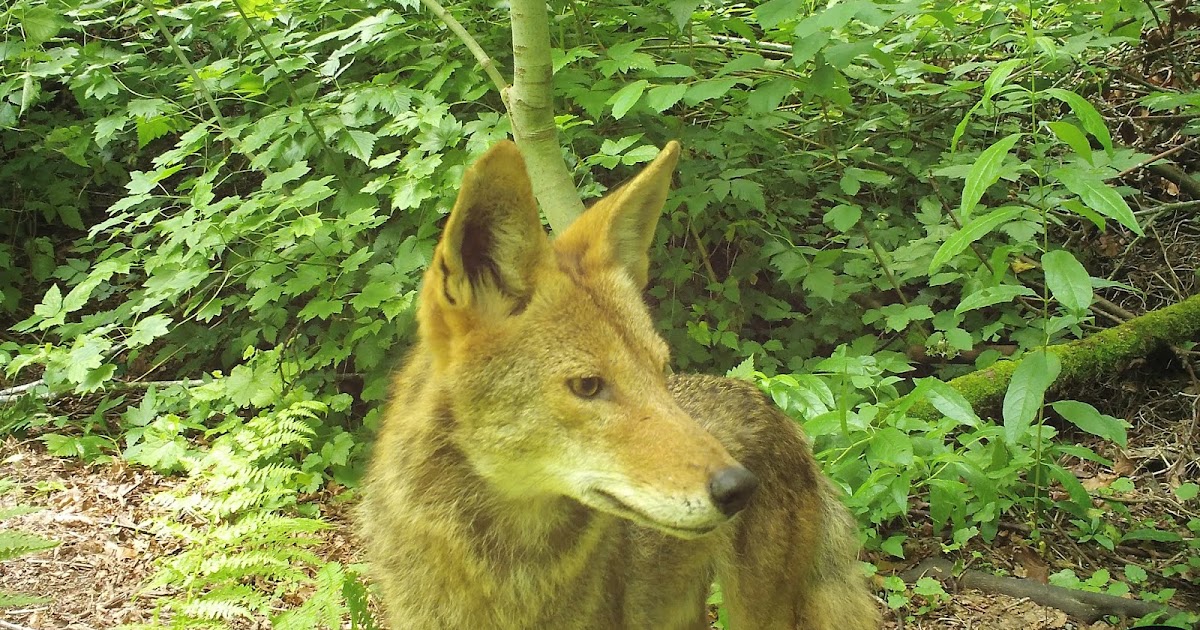 Woodland Park Zoo Blog