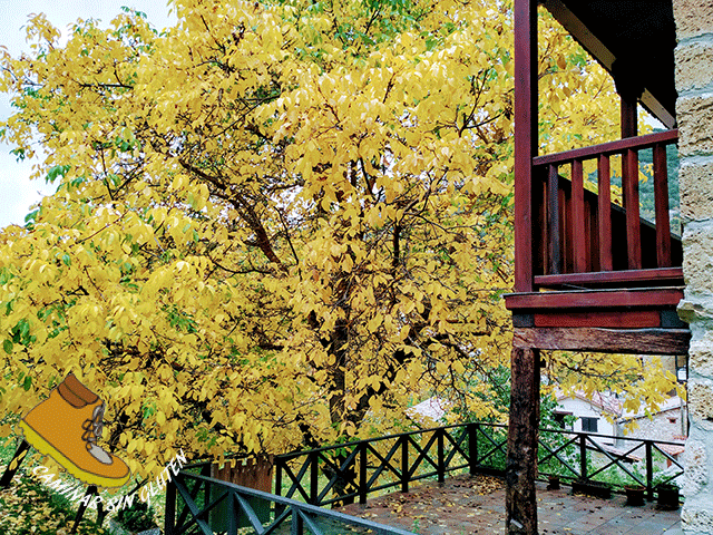 Balconada y árbol con su color otoñal