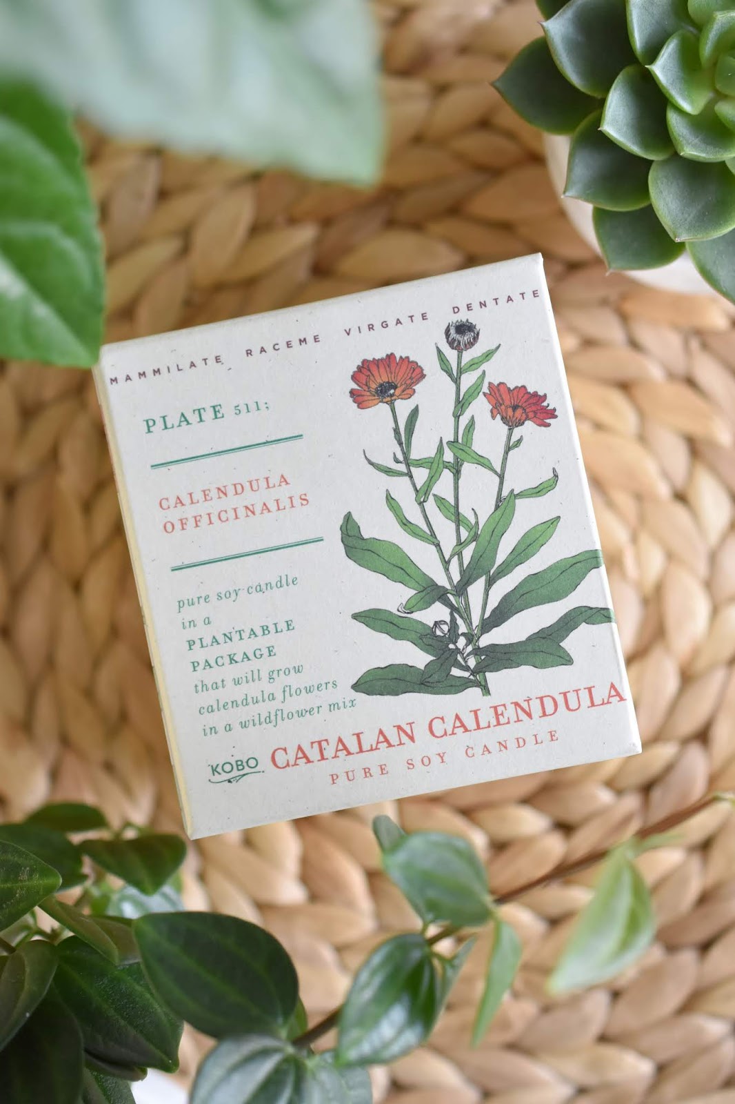 Kobo Plant The Box Des bougies naturelles et écoresponsables avec un
