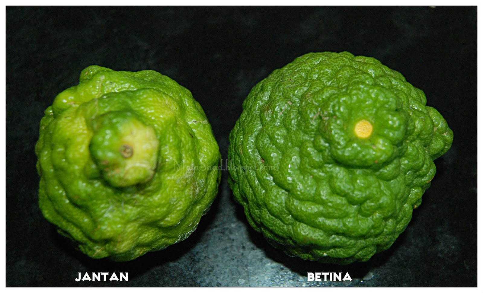 My Green Eye's Limau Purut Kaffir Lime