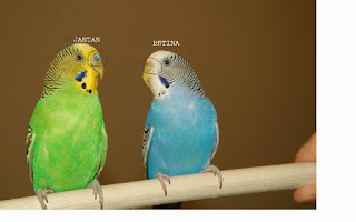 Perbedaan Burung Parkit Jantan Dan Betina