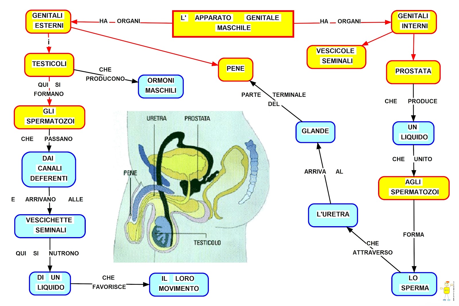 MAPPER APPARATO GENITALE MASCHILE MAPPER APPARATO GENITALE MASCHILE
