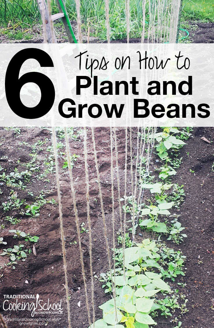 Planting Beans Tips for Growing Beans in Your Garden Everything