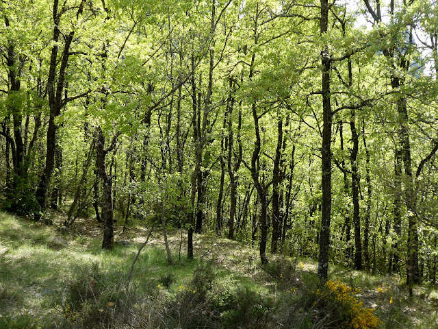 rocayflor Peña Brocoló, sierra de Sis